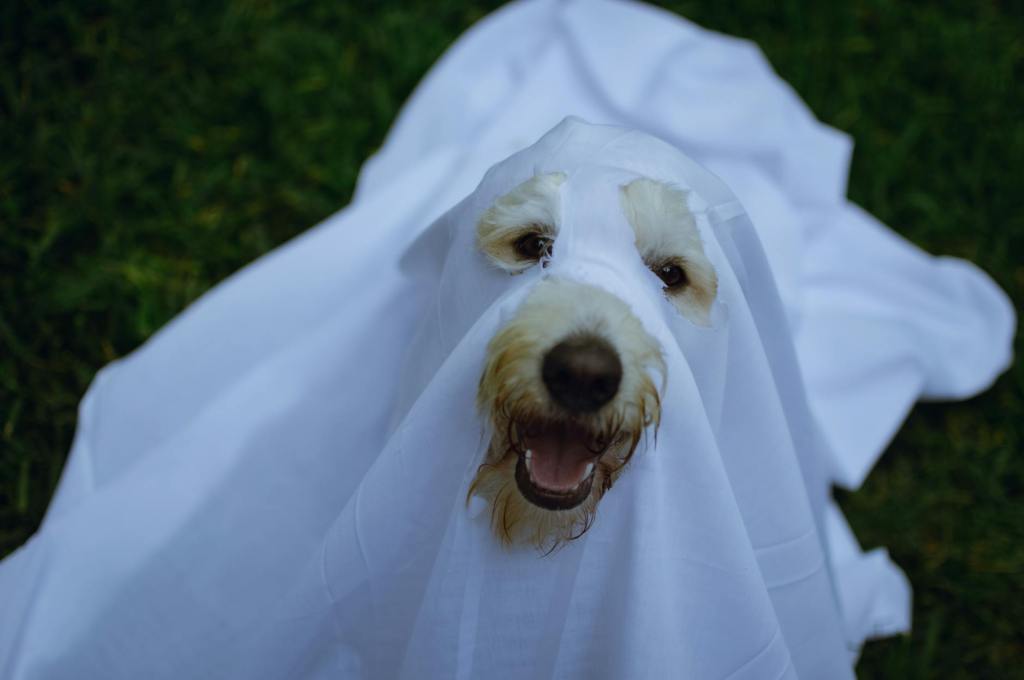 🐶🎃 15 Adorable Dog Halloween Costume Ideas for 2025 (Mom & Pet&nbsp;Approved!)