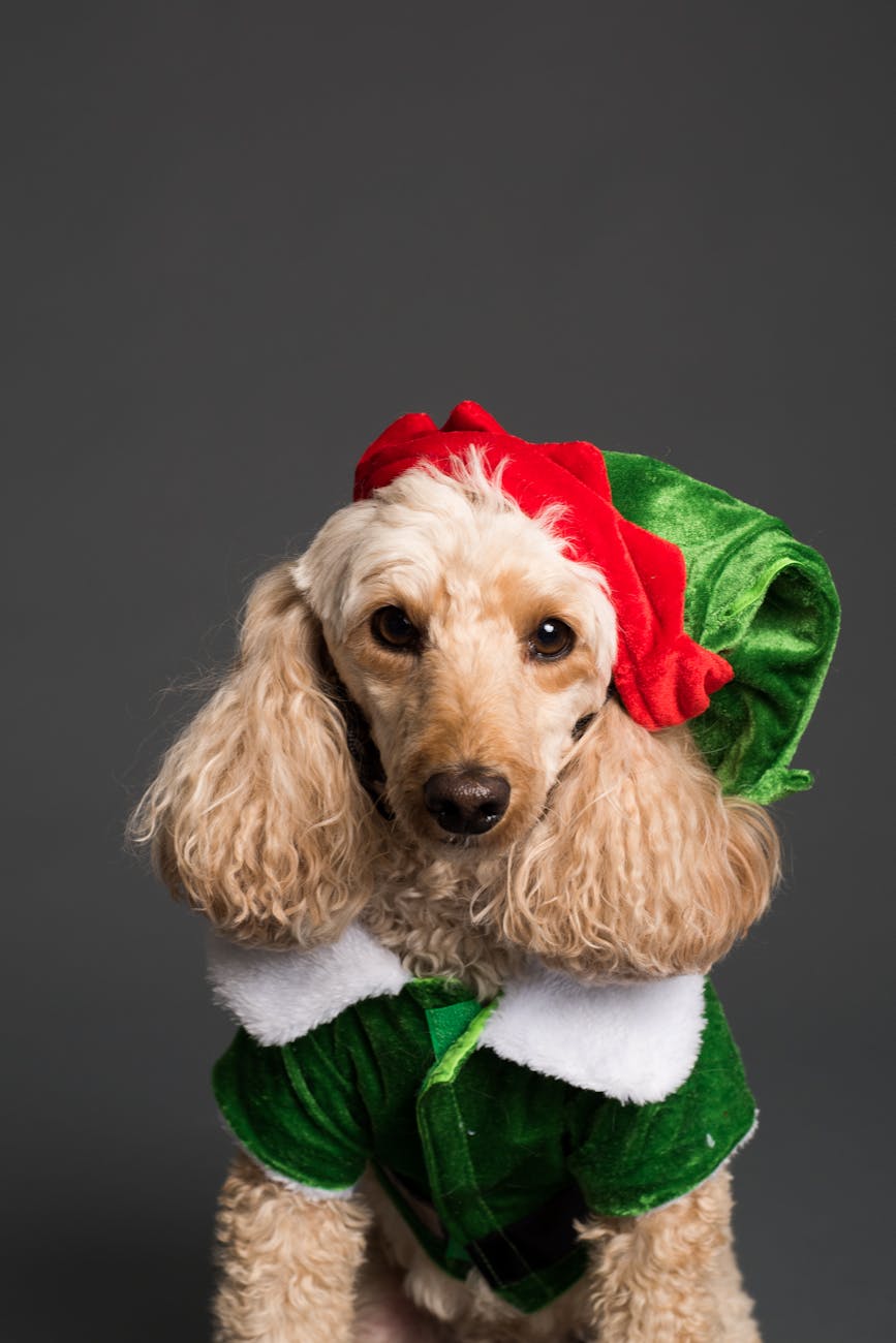 🎄 Adorable Dog Christmas Outfit&nbsp;Ideas